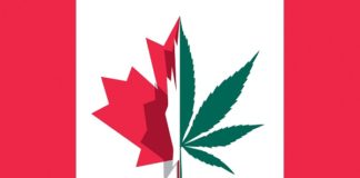 كندا توافق على تعاطي الماريجوانا بشكل قانوني كندا توافق على تعاطي الماريجوانا بشكل قانوني